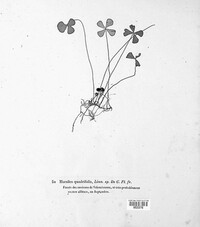Marsilea quadrifolia image
